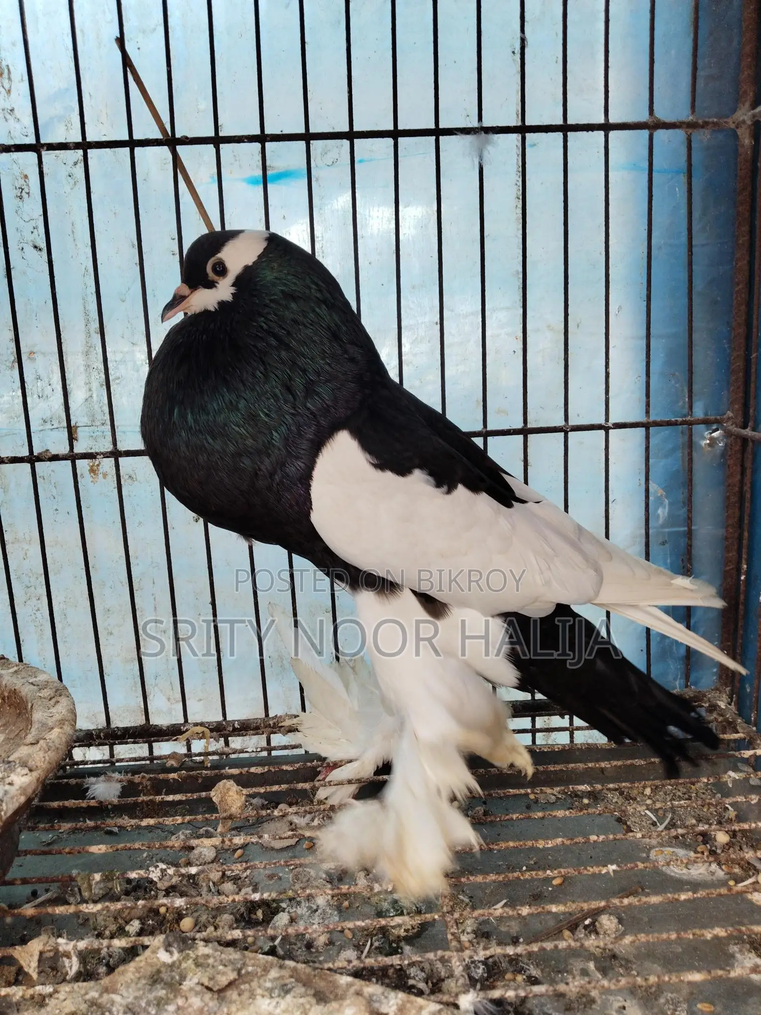 পোটার মেল কবুতর