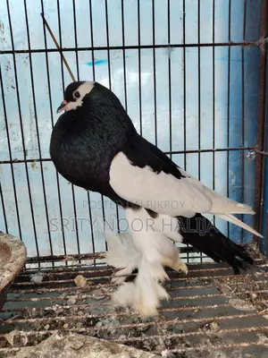 পোটার মেল কবুতর