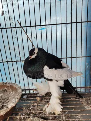 পোটার মেল কবুতর