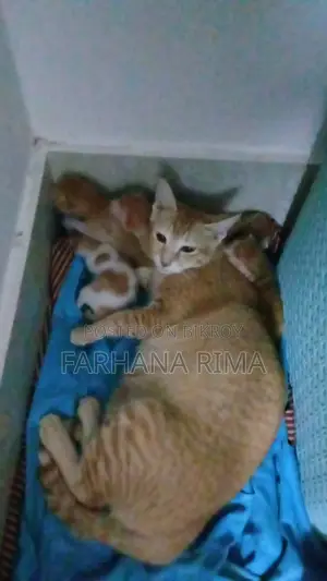 Cat for adoption