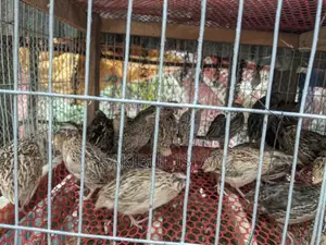 Male Quail Birds for Meat