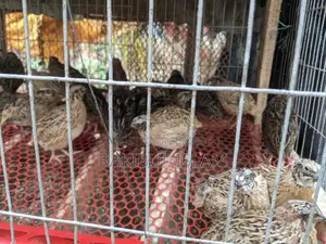 Male Quail Birds for Meat