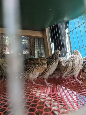 Male Quail Birds for Meat