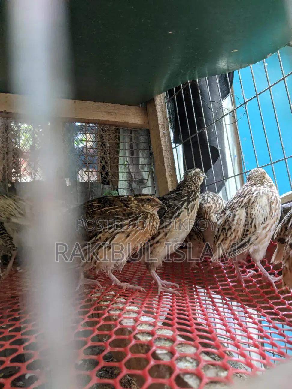 Male Quail Birds for Meat