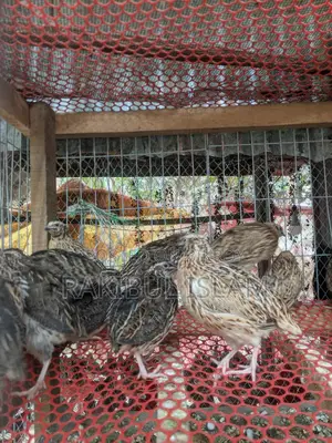 Male Quail Birds for Meat