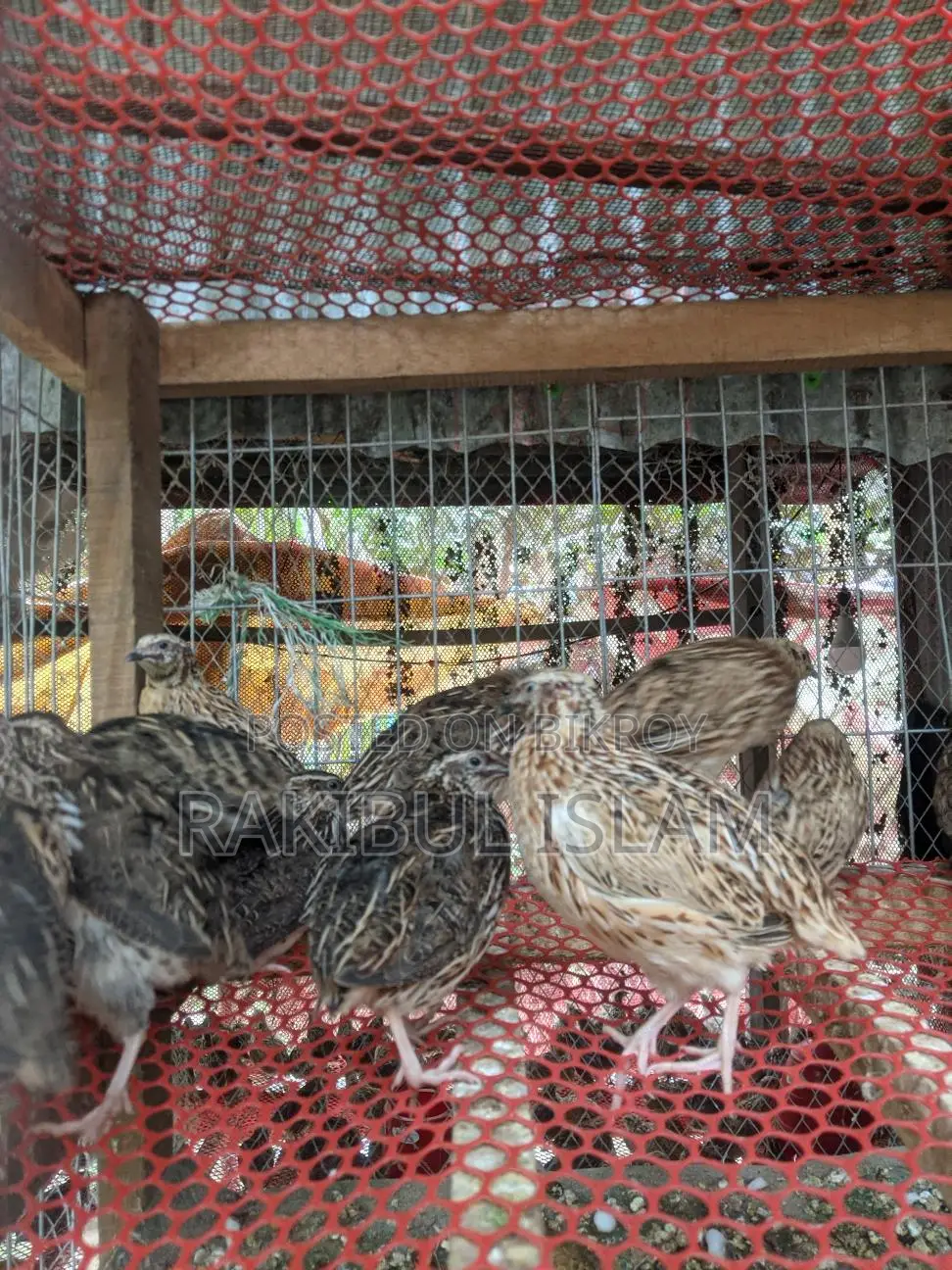 Male Quail Birds for Meat