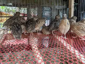 Male Quail Birds for Meat