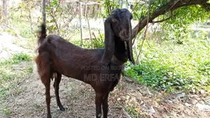 Tota Cross Goat