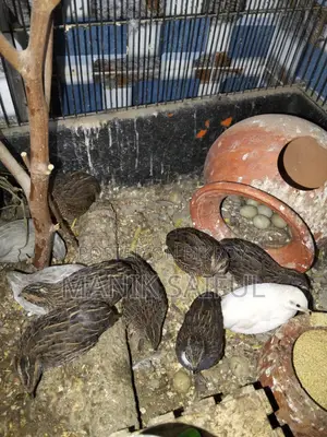 King Quail