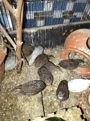 King Quail
