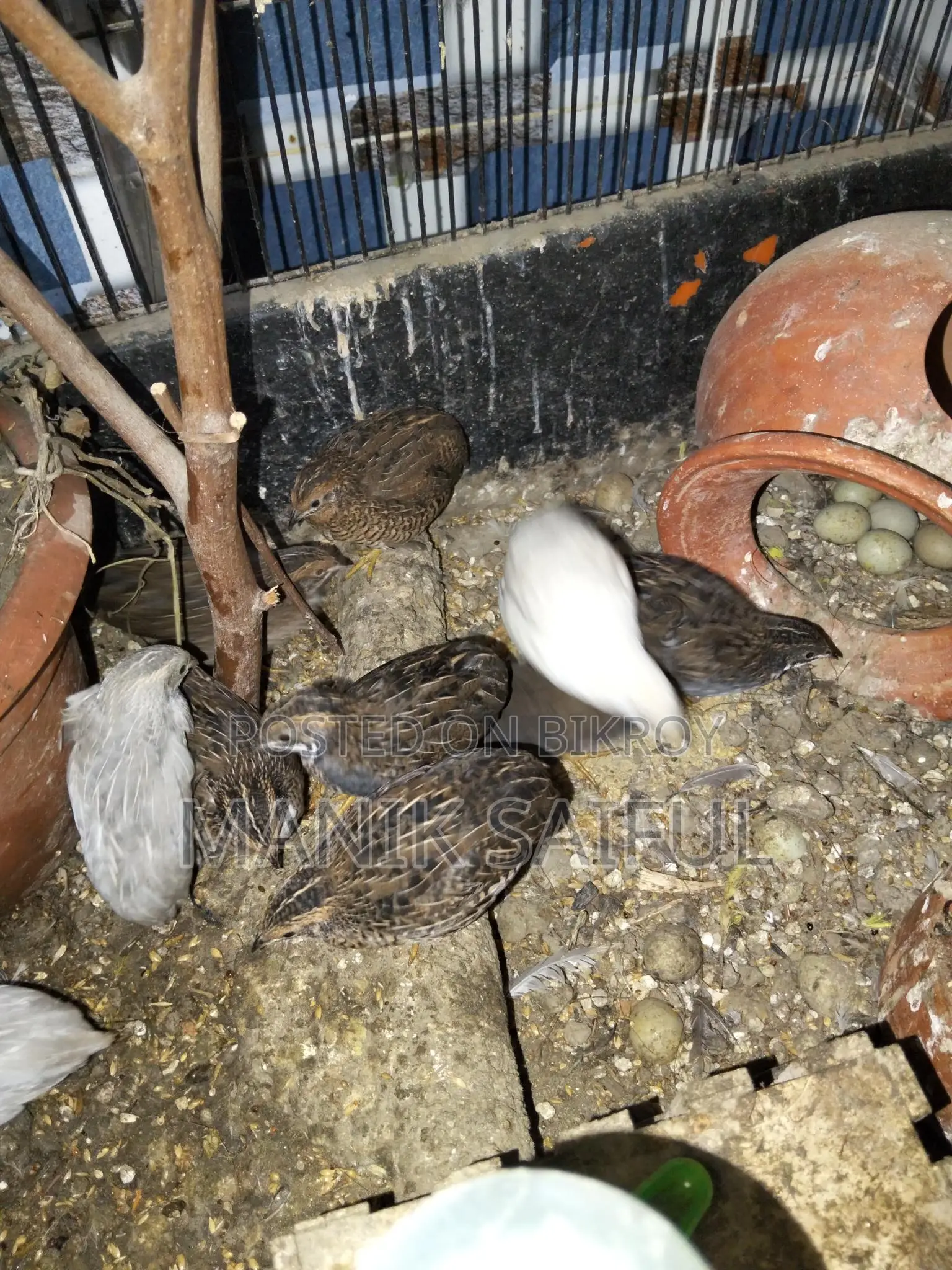King Quail