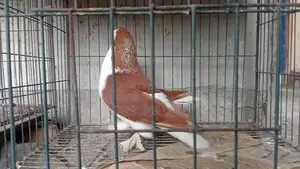 Lokkha,siraji,