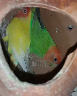 Lovebird Pair
