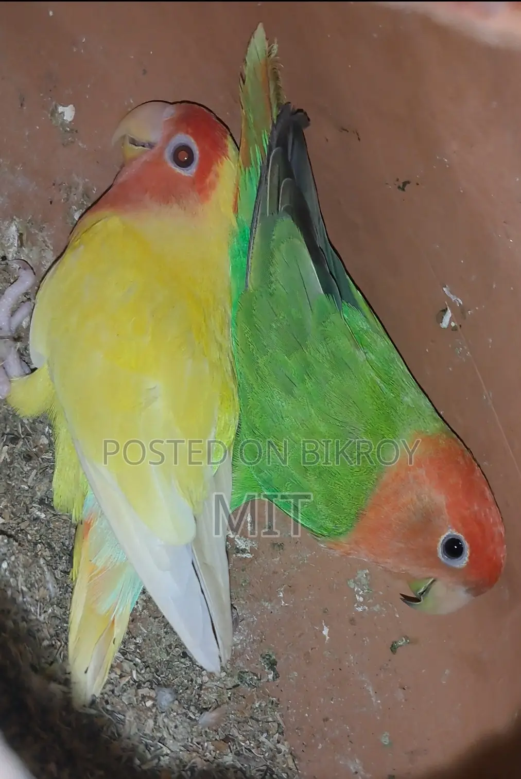 Lovebird Pair