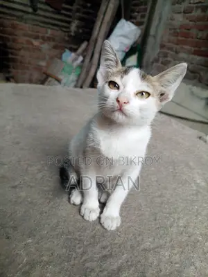 Cat for Adoption