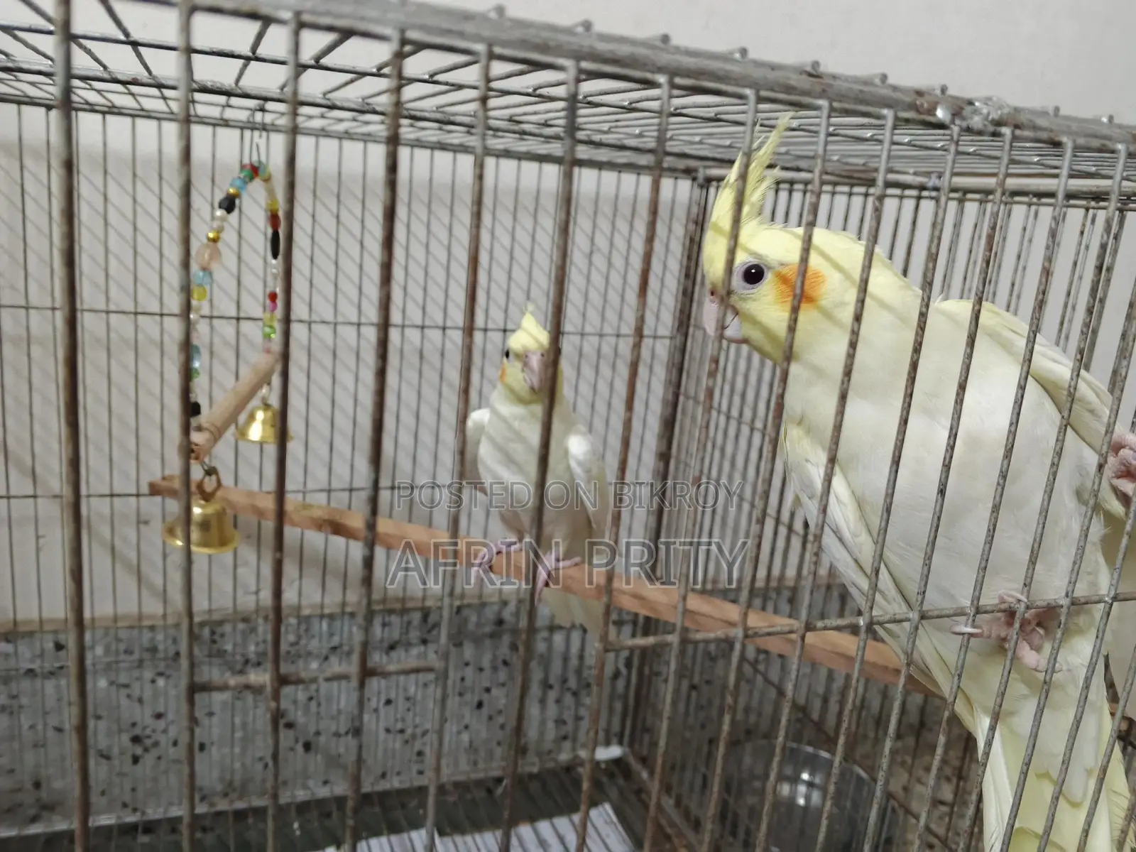 Cocatel Pakhi