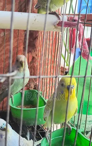 Budgerigar