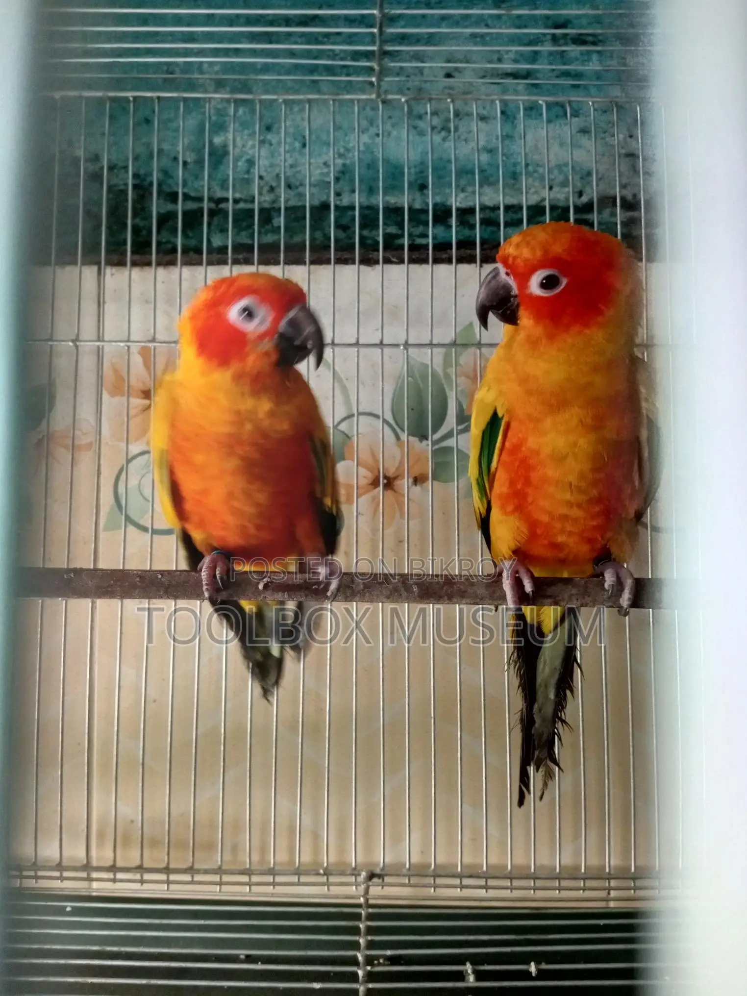 Red Dominant Sun Conure Adult Pair with DNA