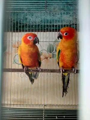 Red Dominat Sun Cunore Adult Pair with Dna