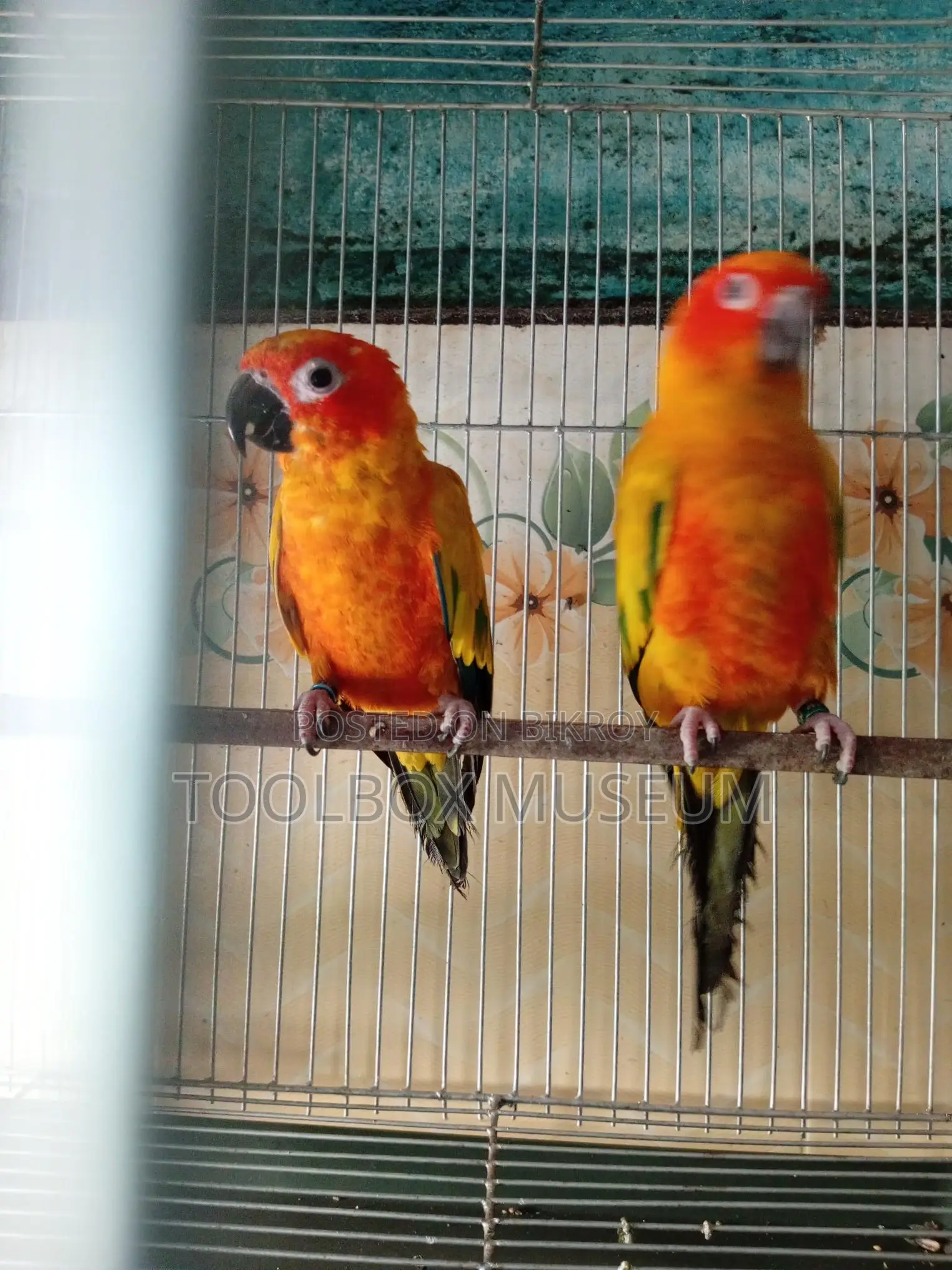 Red Dominant Sun Conure Adult Pair with DNA