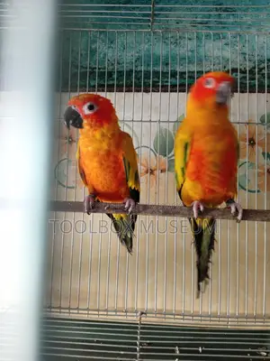 Red Dominant Sun Conure Adult Pair with DNA