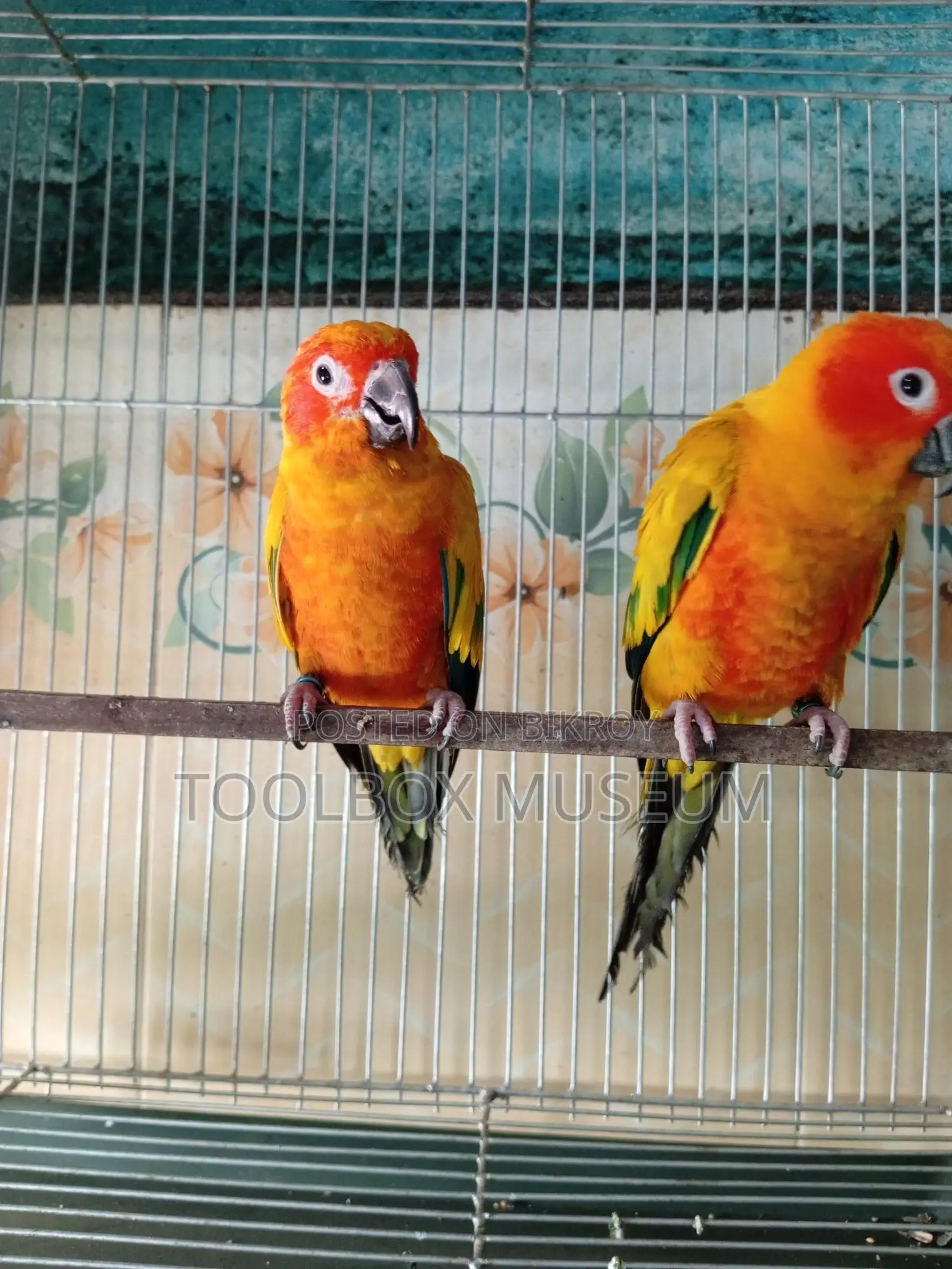Red Dominant Sun Conure Adult Pair with DNA