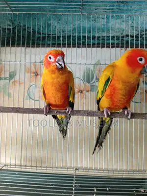Red Dominant Sun Conure Adult Pair with DNA