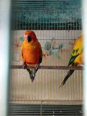 Red Dominant Sun Conure Adult Pair with DNA