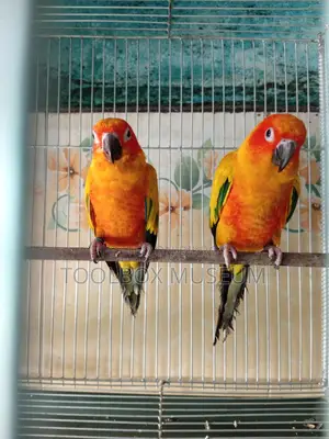 Red Dominant Sun Conure Adult Pair with DNA