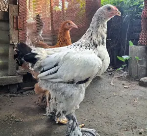 ব্রাহমা মোরগ