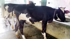 ১২০৩ নং ২টি বকনা গরু পোষার জন্য ভালো হবে।