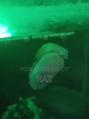 Aquarium snail