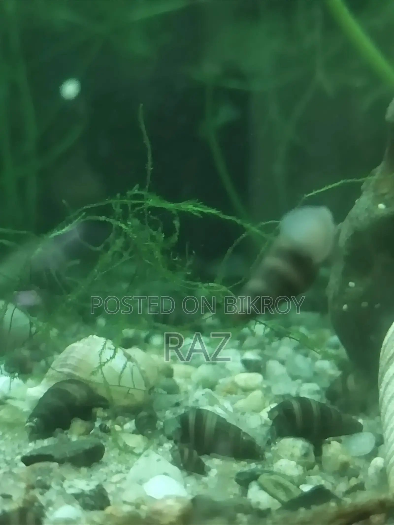 Aquarium snail