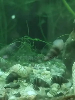 Aquarium snail