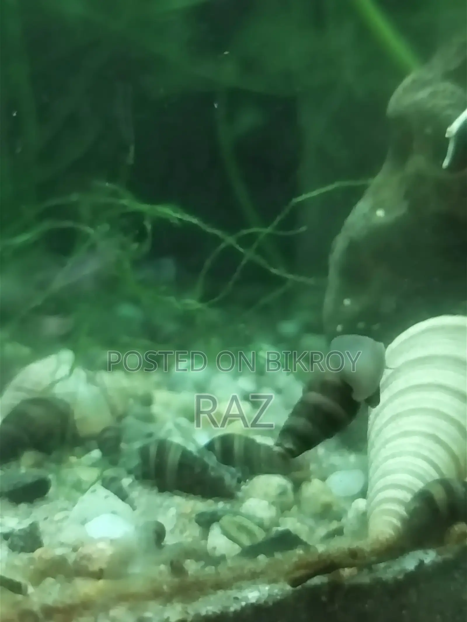 Aquarium snail