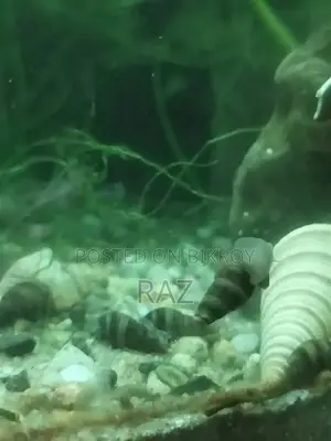 Aquarium snail