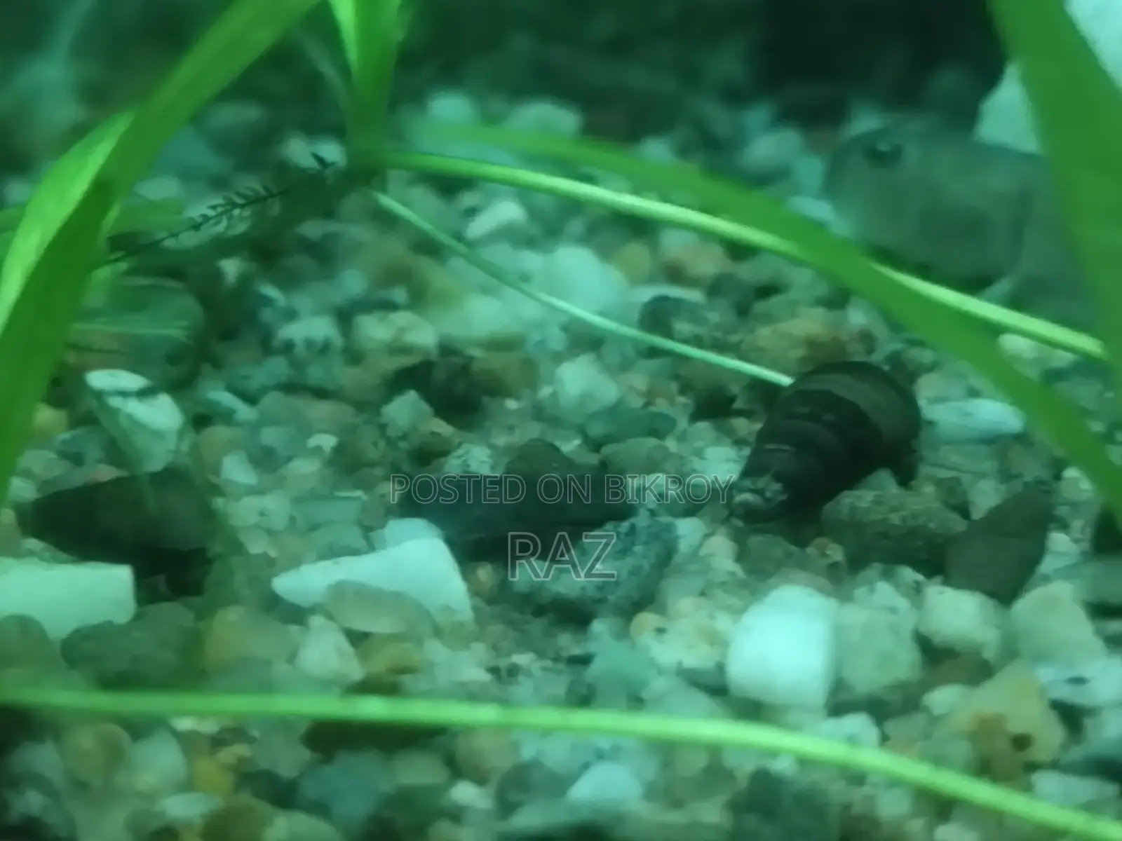 Aquarium snail