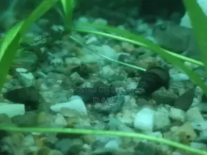 Aquarium snail