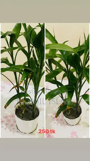 Green Touch 🌿 (Prices for each plant are listed below)