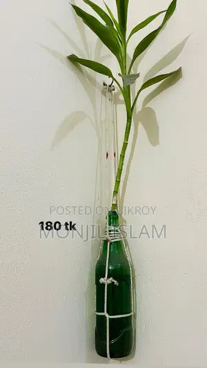 Green Touch 🌿 (Prices for each plant are listed below)