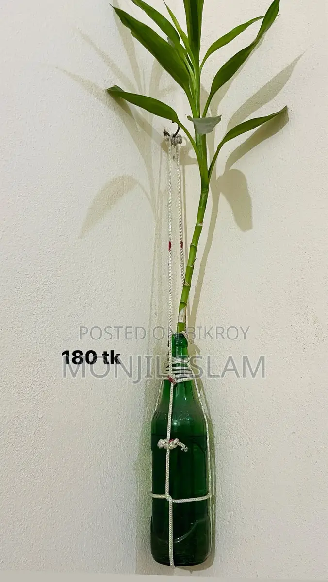 Green Touch 🌿 (Prices for each plant are listed below)