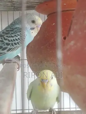 Budgerigar
