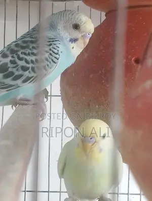 Budgerigar