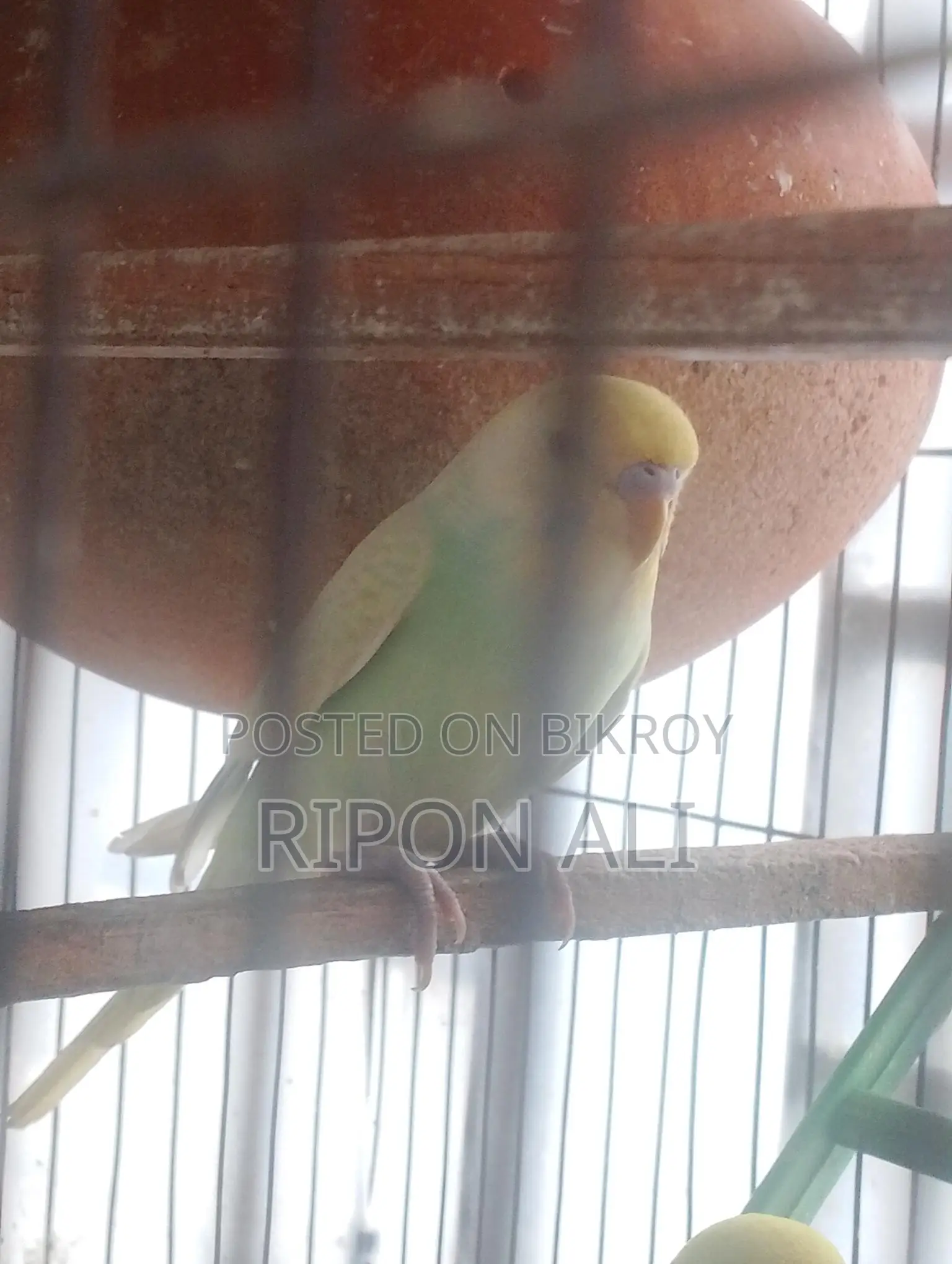 Budgerigar