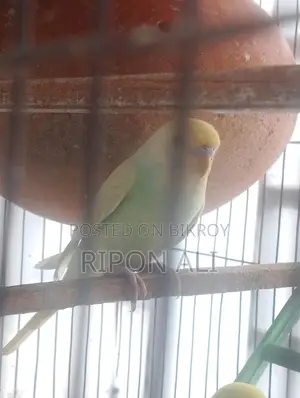 Budgerigar