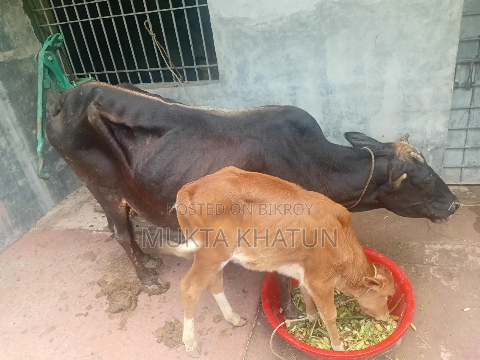 গাই ও বকনা বাছুর