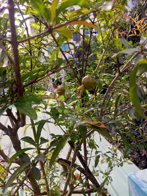 Pakistani Pomegranate Tree