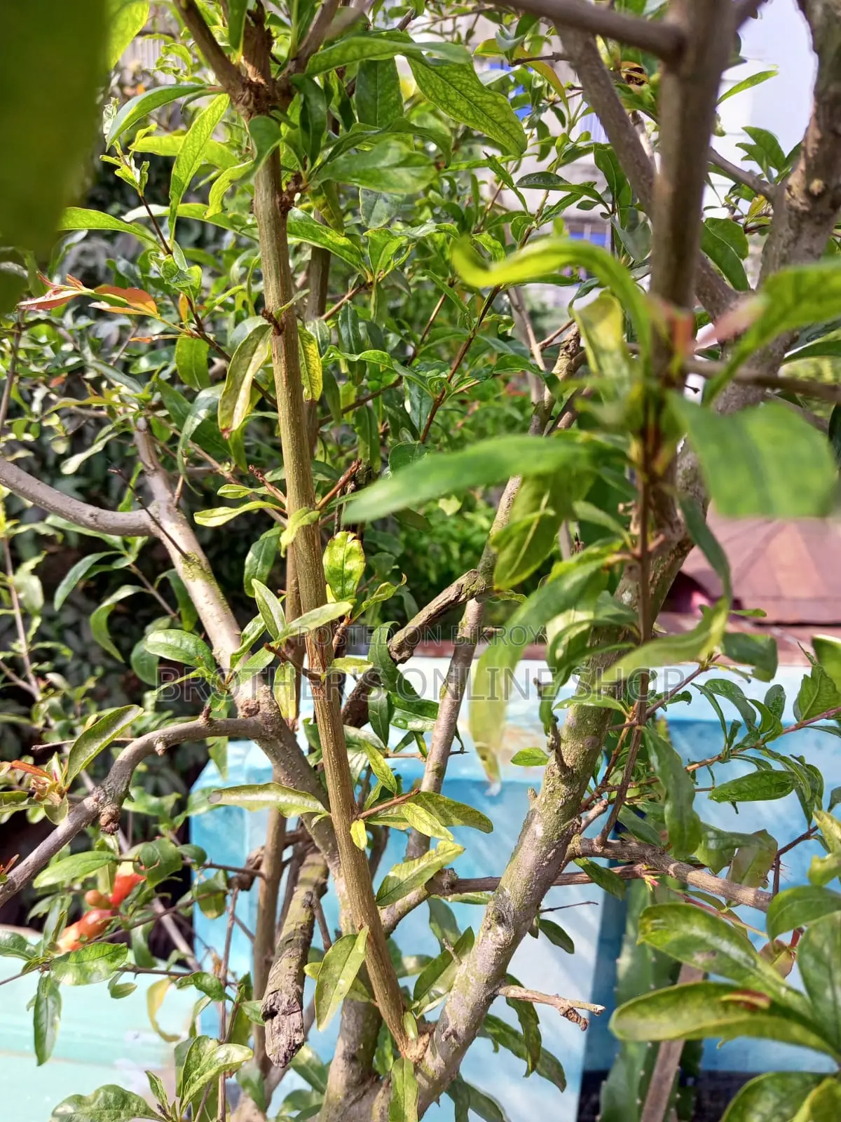 Pakistani Pomegranate Tree