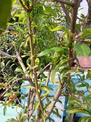 Pakistani Pomegranate Tree