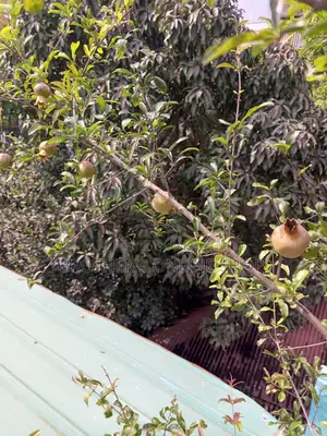 Pakistani Pomegranate Tree